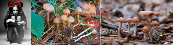 гидропоника Богородицк